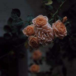 乌克兰性爱在线观看
